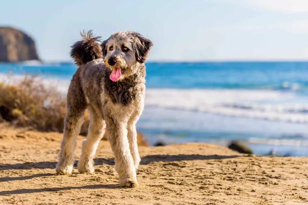A grey and white Aussiedoodle walks along a beach with bright blue water.