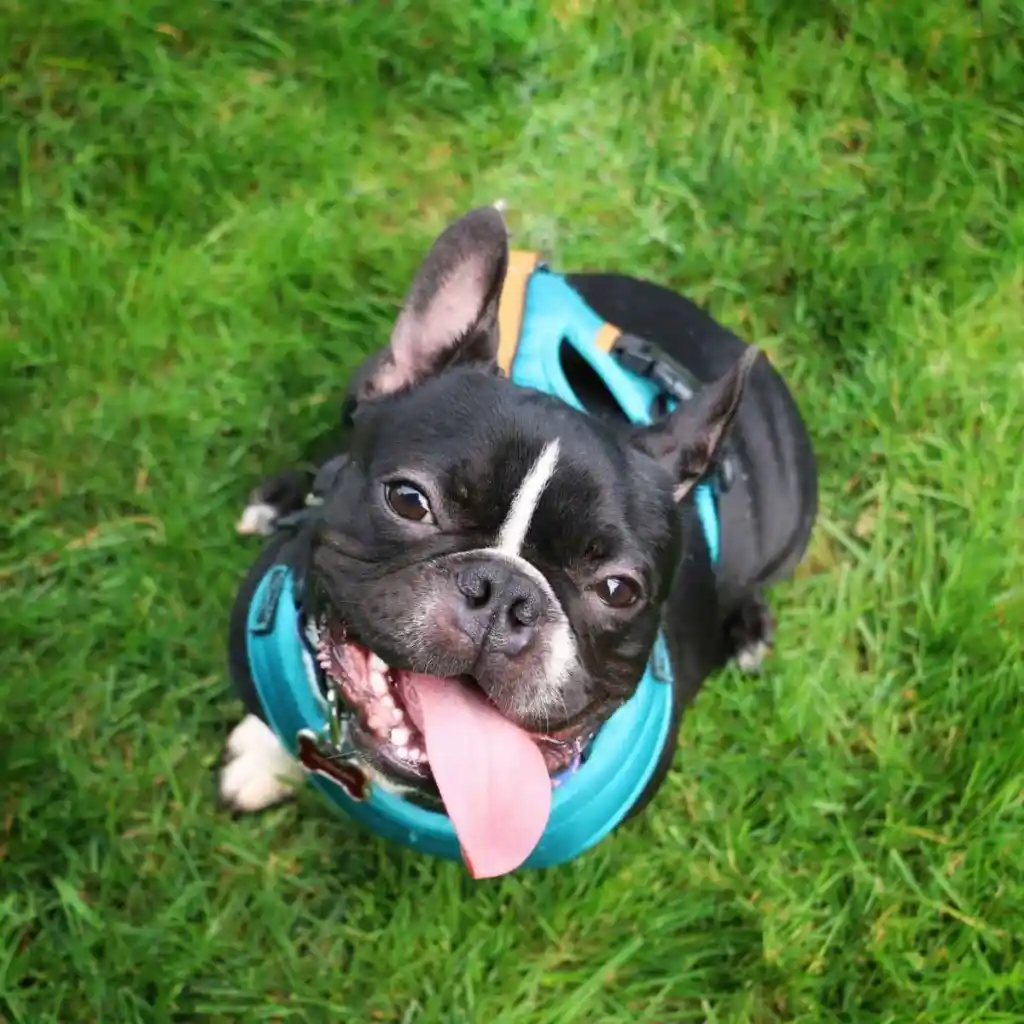 A photograph of a silly and happy Frenchton, or Boston Terrier French Bulldog mix, in a blue harness looks up at the camera with his tongue out.