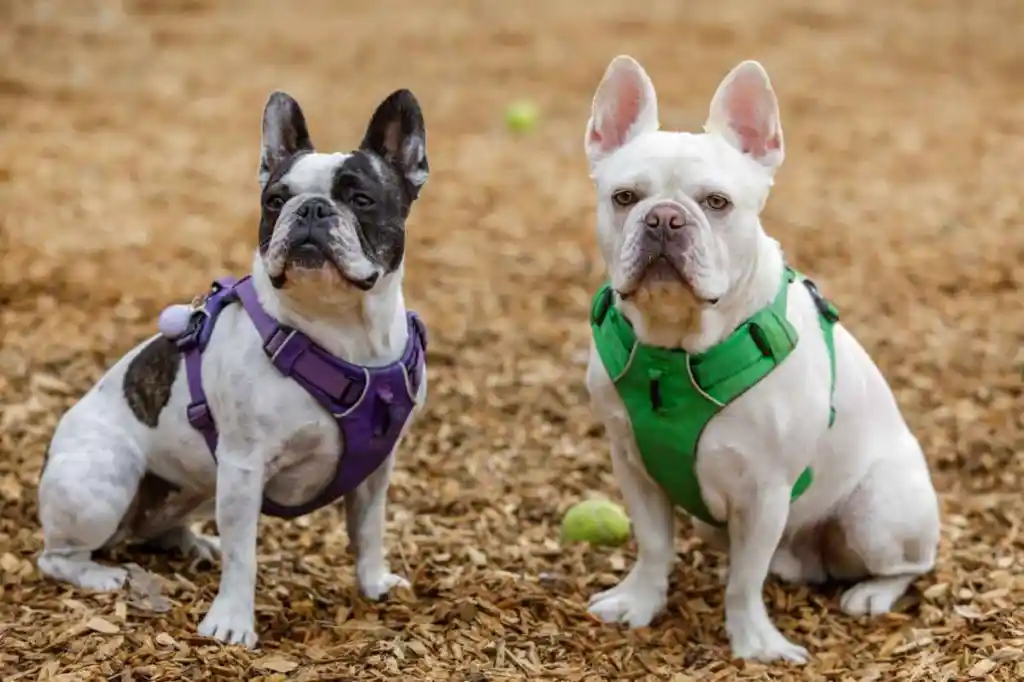 A brindle and white patterned Frenchton in a purple harness sits next to her brother, a solid white Frenchton in a green harness, at a dog park.