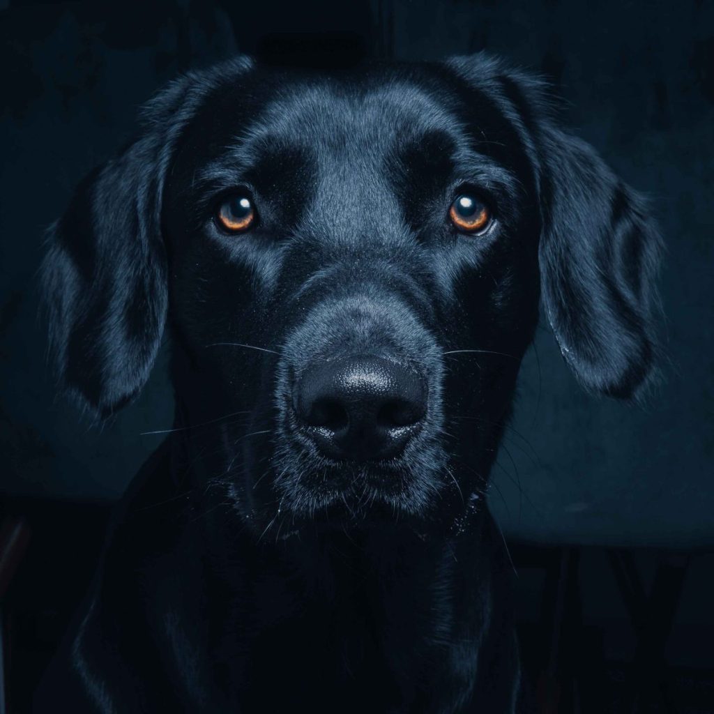 A moody closeup photo of a solid black Springador against a black backdrop looks at the camera.