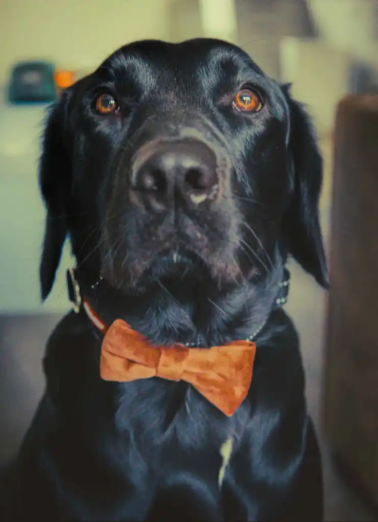 A black Springador, or Labrador Springer Spaniel mix, wearing a brown velvet bowtie stares at the camera.