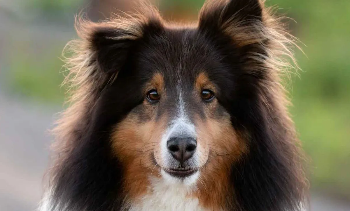 Toy shetland sheepdog sale