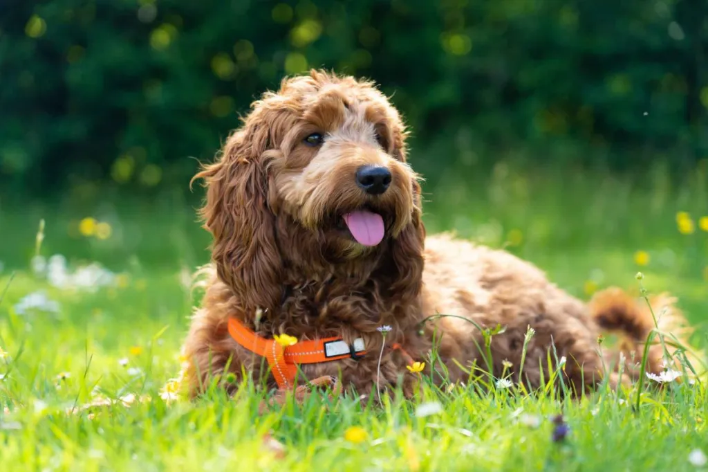 A one year old puppy Cockapoo Dog, sometimes called a Spoodle or Cockadoodle, is enjoying itself on the grass on a summer afternoon. A Cockerpoo is a cross bred Dog breed from a Cocker Spaniel and a Poodle, this Cockerpoo is Apricot or light brown in colour, it has been running around and is now panting. Photo taken in West Sussex England on June 11th 2022.