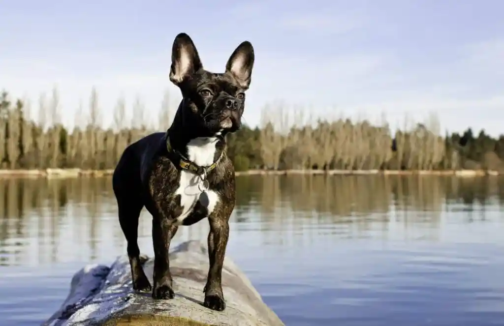 Small Frenchton, or Boston Terrier and French Bulldog cross standing on the log on the river bank.