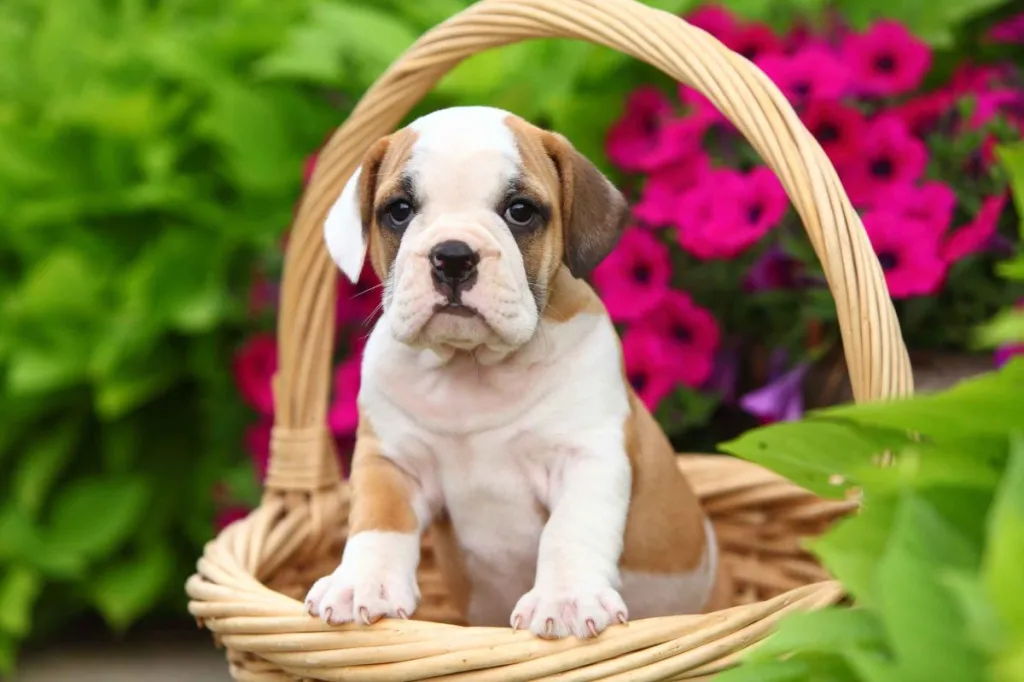 A Beabull puppy, or a Beagle and an English Bulldog mix, stands alert in a wicker basket with a handle, paws on the basket rim. In the background are bright pink flowers.