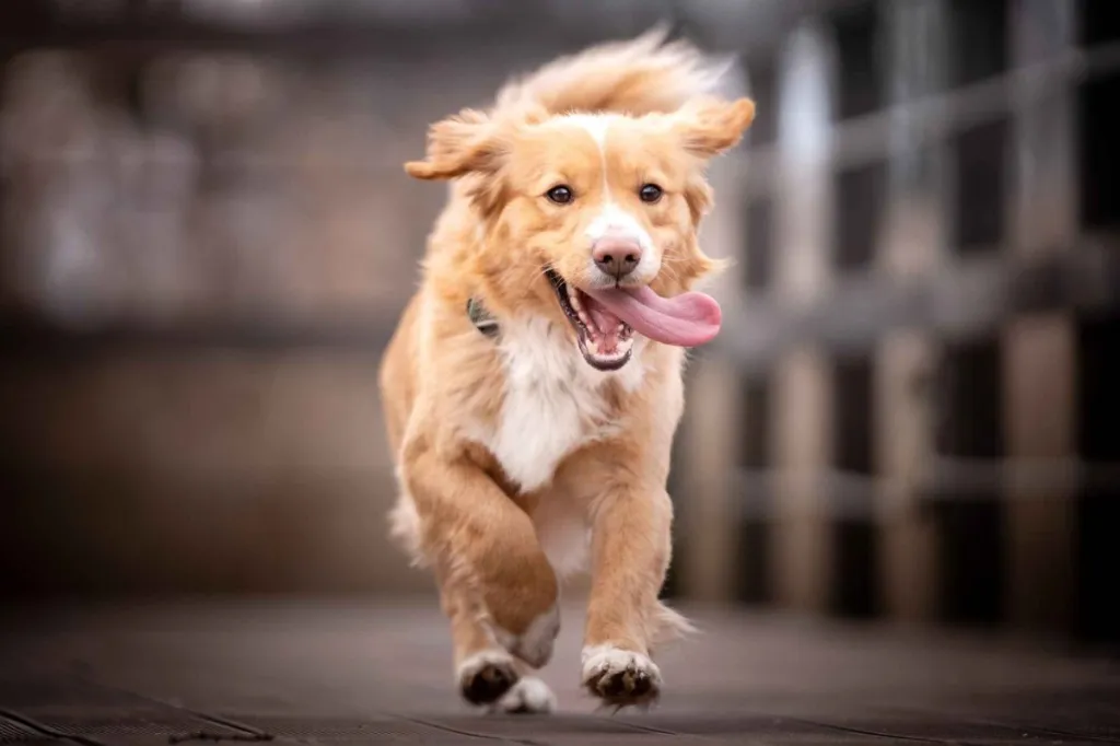 A gold and white mutt or mixed-breed, resembling a Golden Retriever mix, runs happily towards the camera.