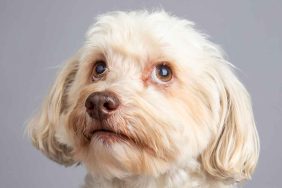 A solid cream colored Havapoo with light brown eyes looks up and to the side thoughtfully against a grey studio backdrop.