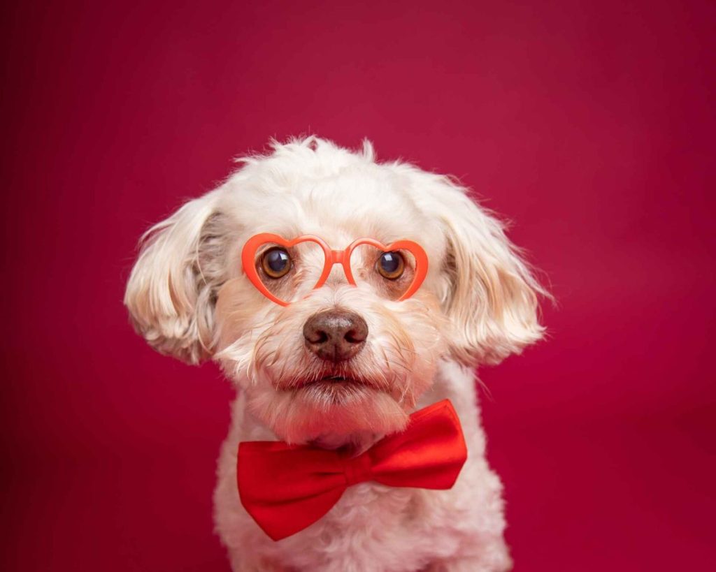 A silly photograph of a cream colored Havapoo wearing red heart shaped glasses and a red bowtie against a red studio backdrop. The dog looks directly at the camera, intrigued.