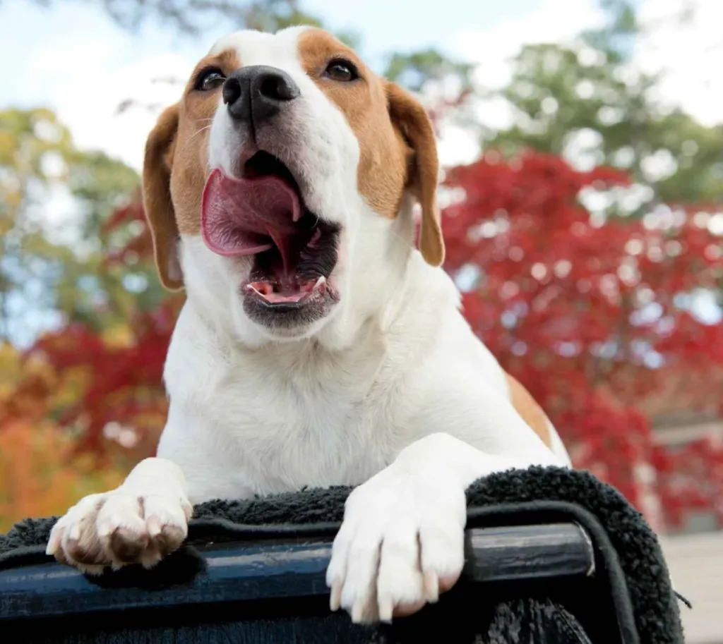 A tan and white Beabull, or Beagle Bulldog mix, with his tongue sticking out. Behind are bright autumn trees.