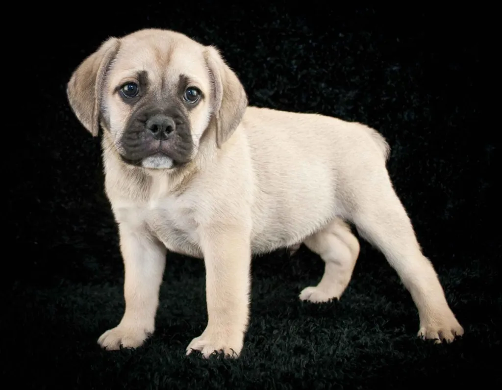 A cream colored Beabull puppy with a black muzzle and dark brown eyes stands on a black carpeted studio backdrop.