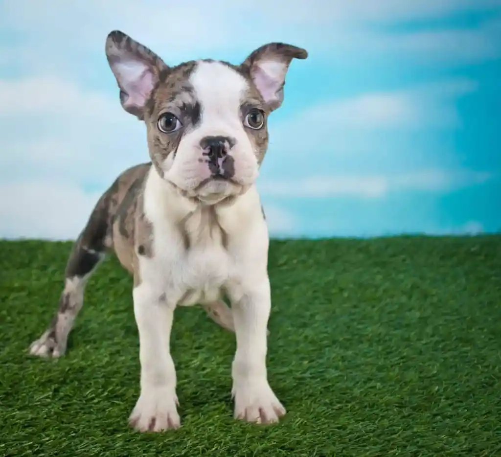A grey merle and white Frenchton puppy standing on green turf with a blue sky photo backdrop.