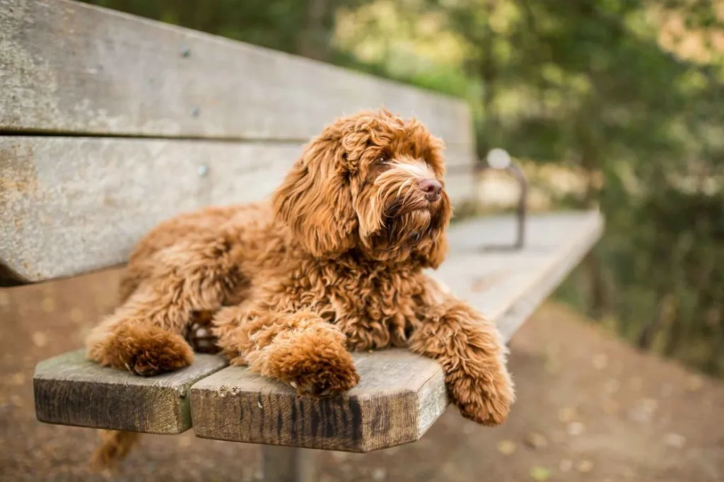 A copper colored Labradoodle puppy sits happily on a wooden park bench