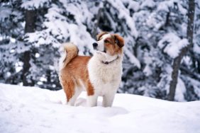 A dog stands in the snow — a hidden winter danger — set against the backdrop of a quiet, snow-covered forest.