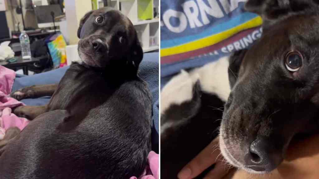 dog owner kiss video