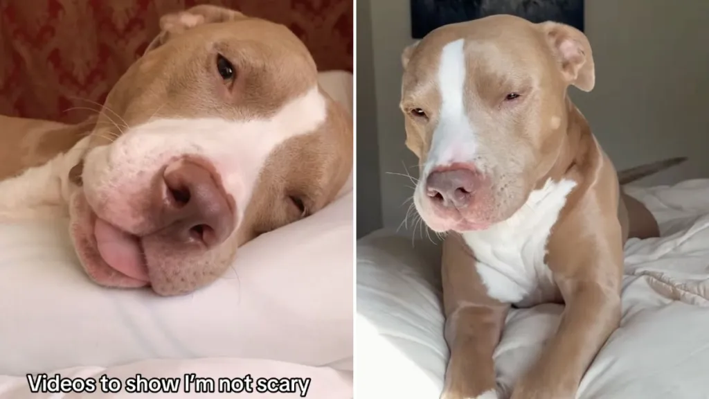 Pit bull viral video