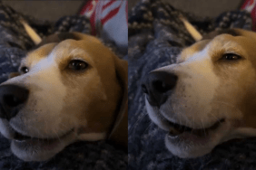A Beagle dog tries to howl