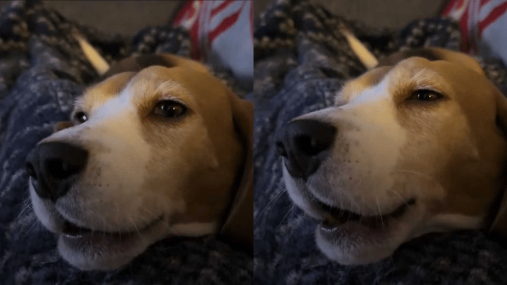 A Beagle dog tries to howl