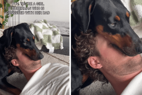 A clingy Doberman dog