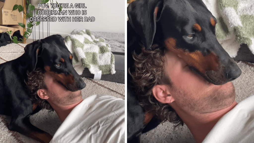 A clingy Doberman dog