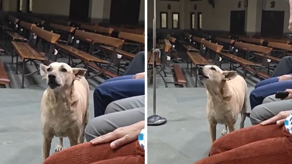 dog choir singing video