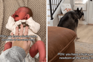 Husky appears to be copying newborn baby's cries