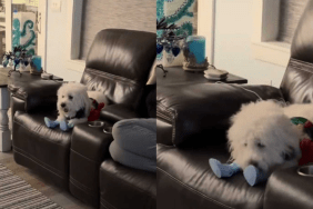 a cute dog wearing shoes