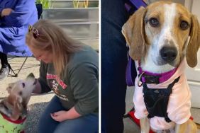 dog foster video