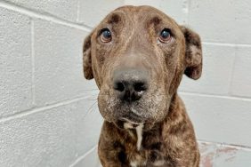 Picture of the dog who made an incredible recovery after being shot.