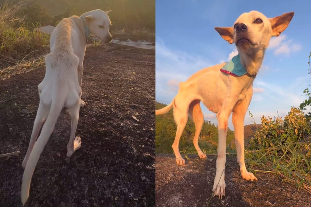 Video of rescue dog enjoying a good view.