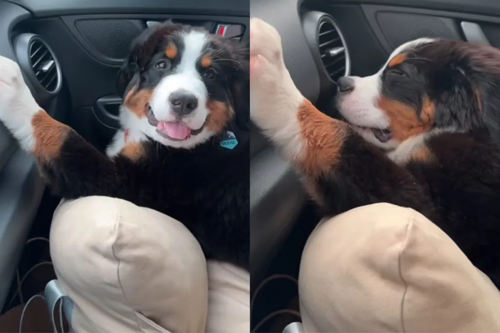 Video of Bernese puppy in car.