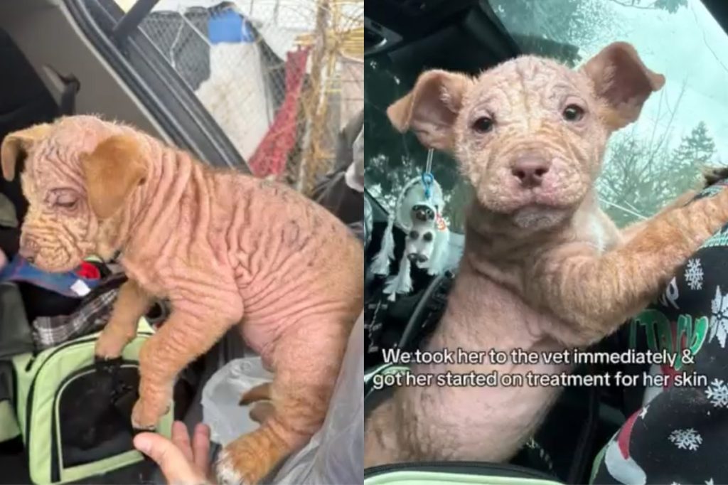 Video of puppy with mites at foster home.