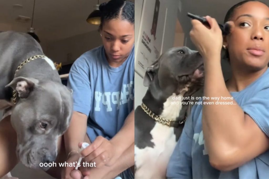 Video of Pit Bull showing interest in owner’s makeup tutorial.