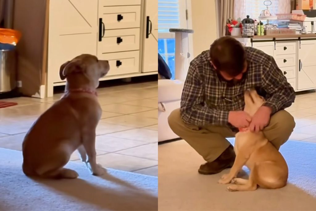 Video of rescue pup’s reaction to owner coming home.