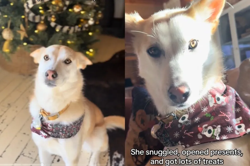 Dog enjoys first Christmas with family.