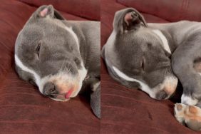 Video of puppy sleeping.