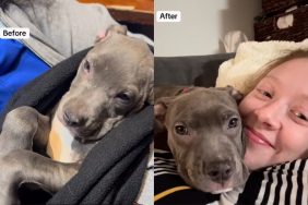 Foster puppy transformation video.