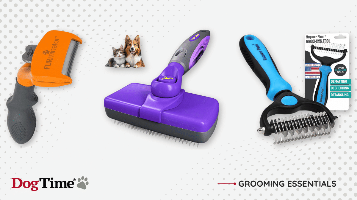 Everything You Should Know About Brushing Your Dog