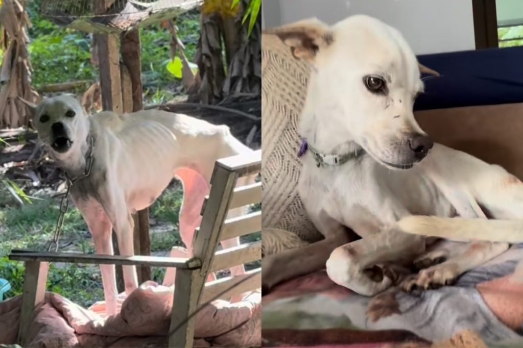 Video of fragile dog’s transformation.