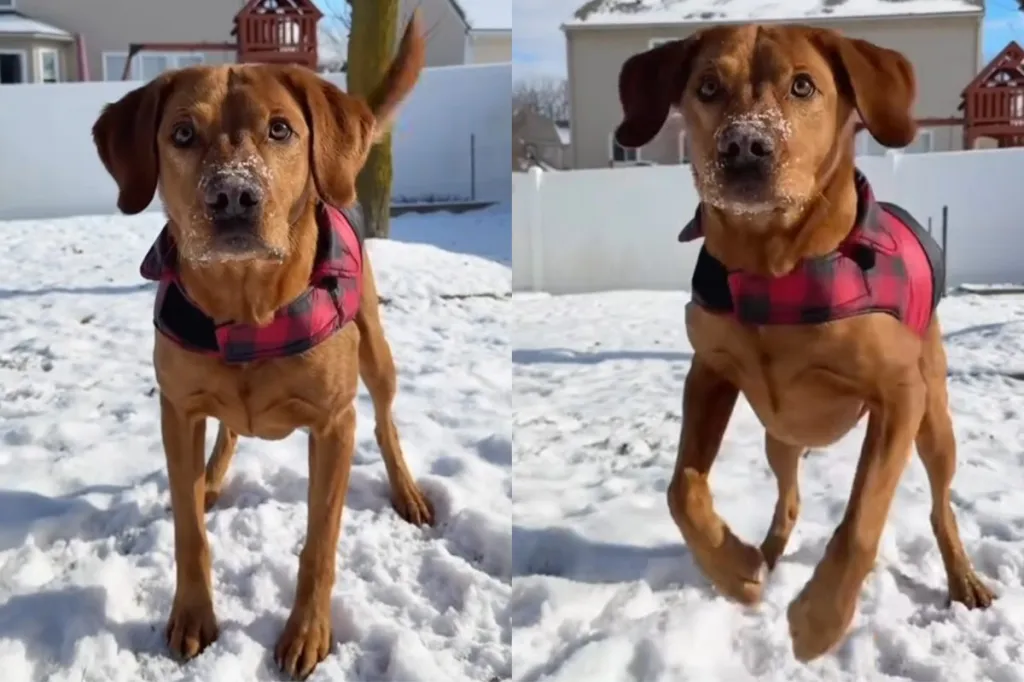 Video of dog’s adorable tippy taps.