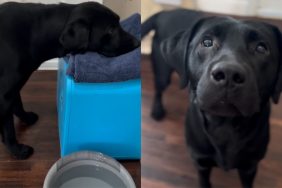 Video showing how dog learns to wipe mouth after drinking water.