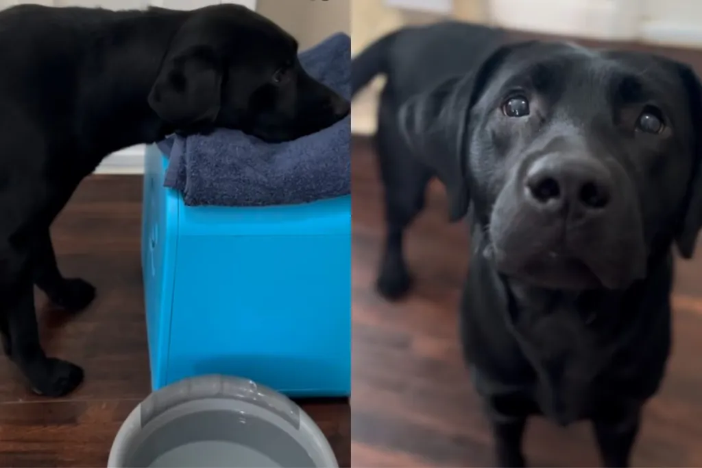 Video showing how dog learns to wipe mouth after drinking water.