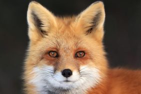 A red fox looks directly into the camera, ears erect.