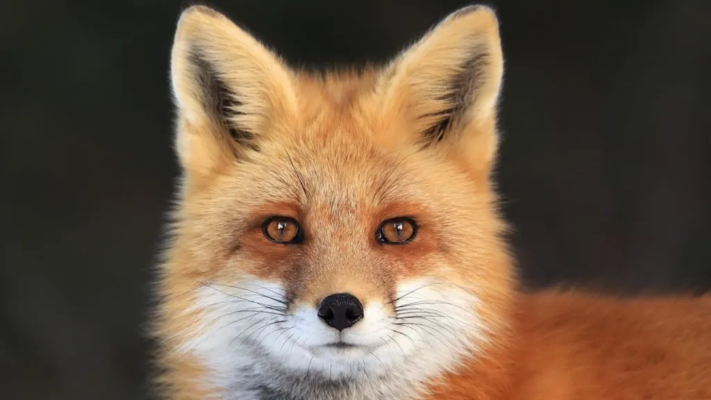 A red fox looks directly into the camera, ears erect.