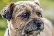 Close up photograph of Border Terrier against a blurry green foiliage background.