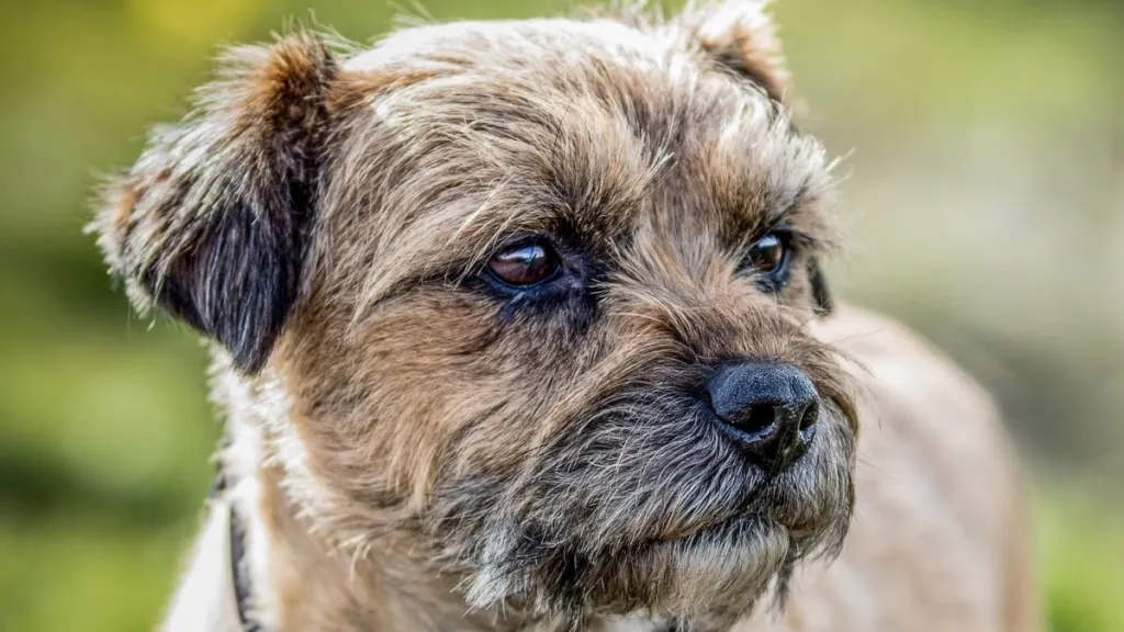 Close up photograph of Border Terrier against a blurry green foiliage background.