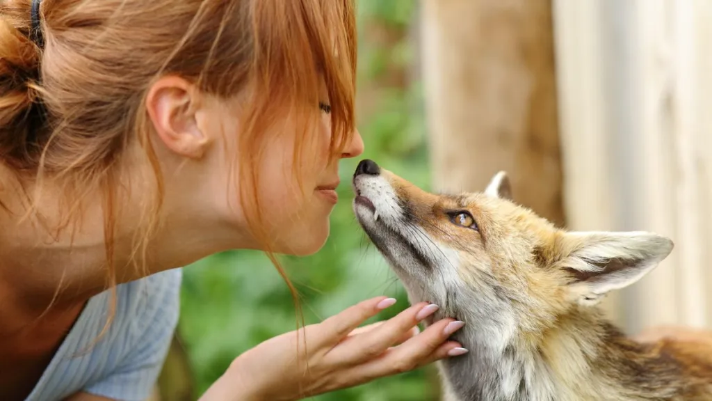 A happy woman puts her face to a fox at a fox rescue. The fox sniffs her with interest.