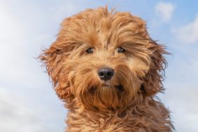 A Mini Goldendoodle sits in a field against a blue sky looking into the camera.