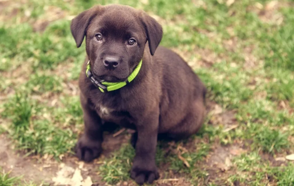 cute, chocolate lab puppy sitting on grass