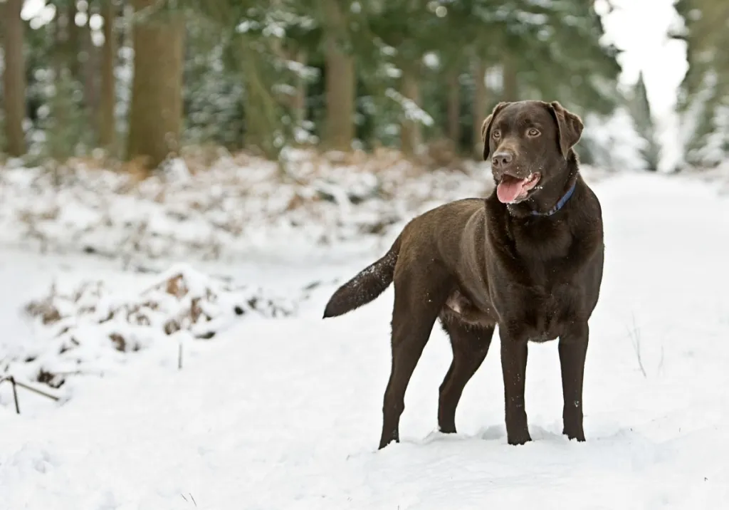 A Chocolate Lab on a snowy landscape