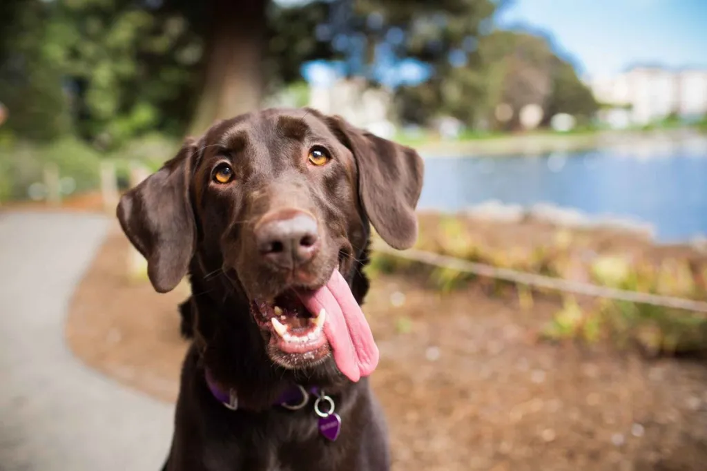 A goofy Chocolate Lab with amber eyes looks at the camera with his tongue sticking out.